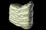 Polished Mammoth Molar Section - South Carolina #125527-2